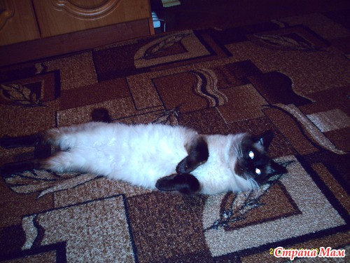 ��� ������