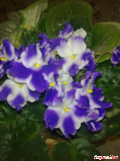 �������� ���