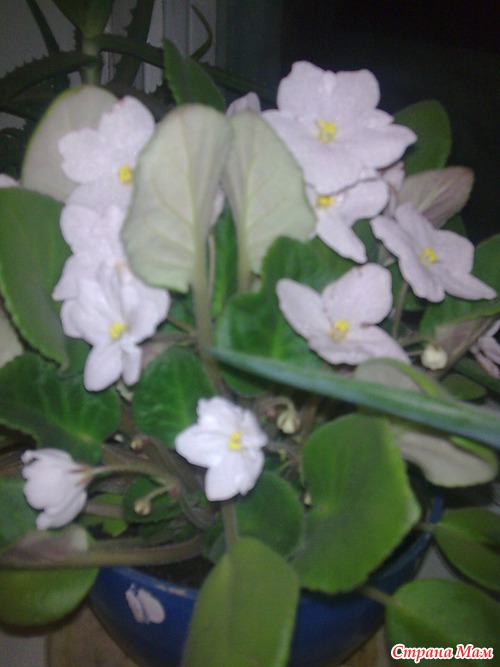 �������� ���