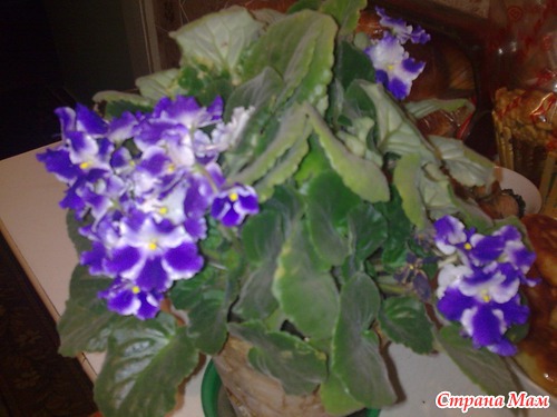 �������� ���