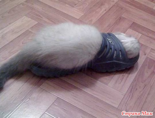 �������� ������� ���� ��������