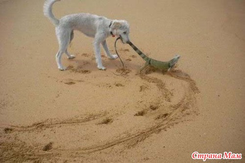 �������� ������� ���� ��������