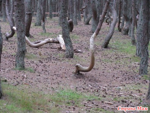 КУРШКАЯ КОСА БАЛТИЙСКОГО МОРЯ....