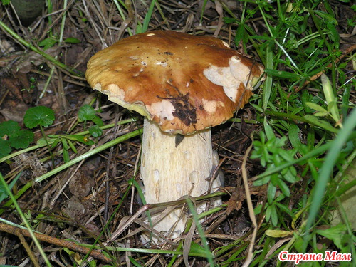 ������� � ���������