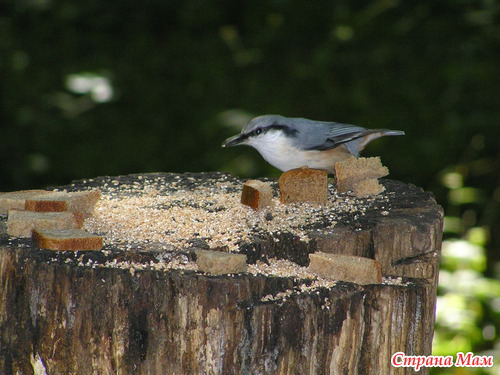 ������� � ���������