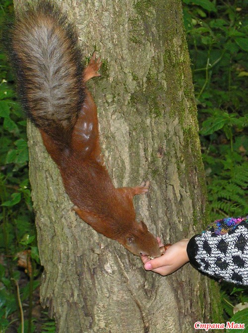 ������� � ���������