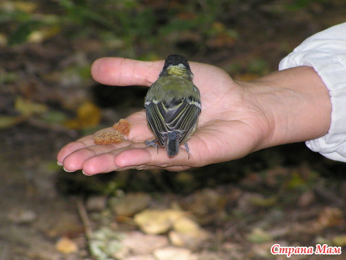 ������� � ���������