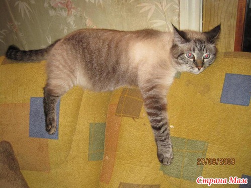 ��� ����� ��� ��������