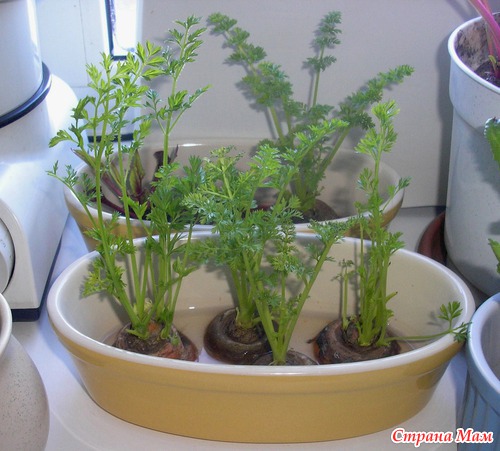 ������ �� ��� ��� ��� ������ �������