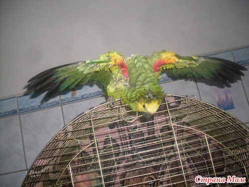 ��� ����� � ��������...