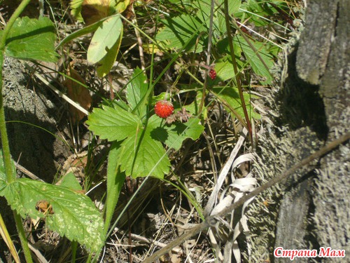 ��� ������ ����