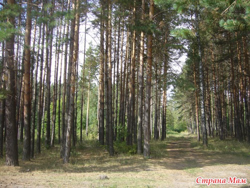 ��� ������ ����