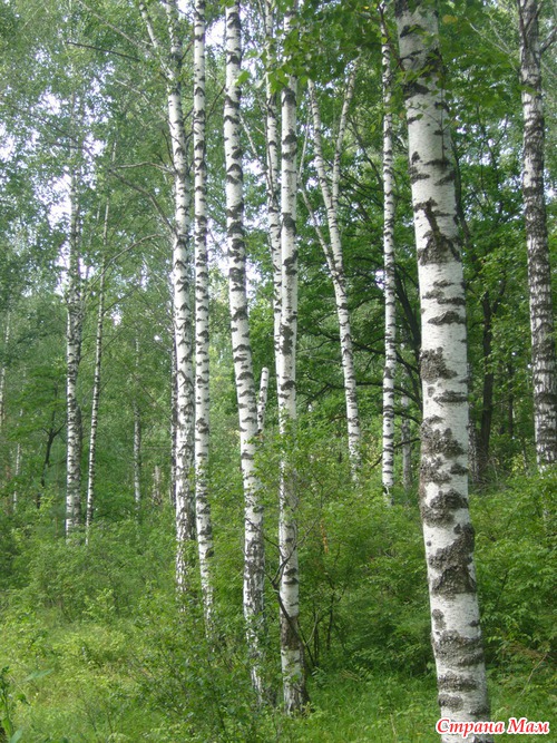 ��� ������ ����