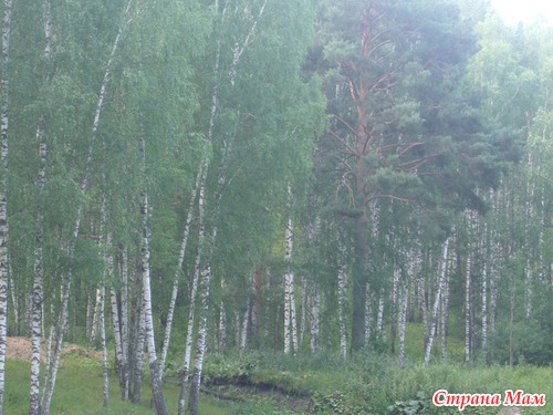 ��� ������ ����