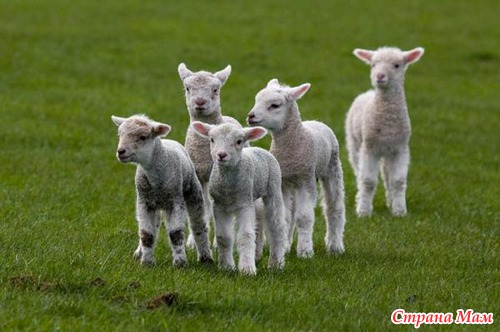 ����� ��������.