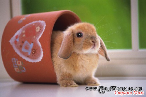 ����� ��������.