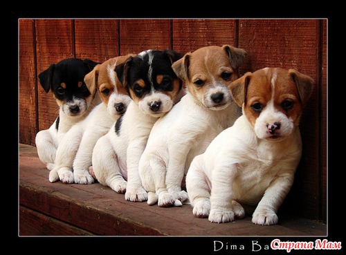 ����� ��������.