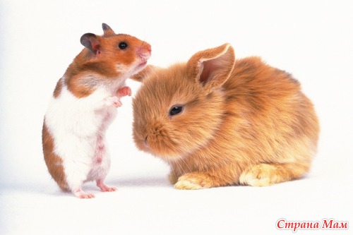 ����� ��������.