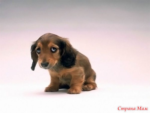 ����� ��������.