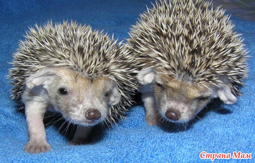 ����� ��������.