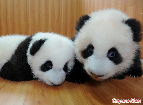 ����� ��������.