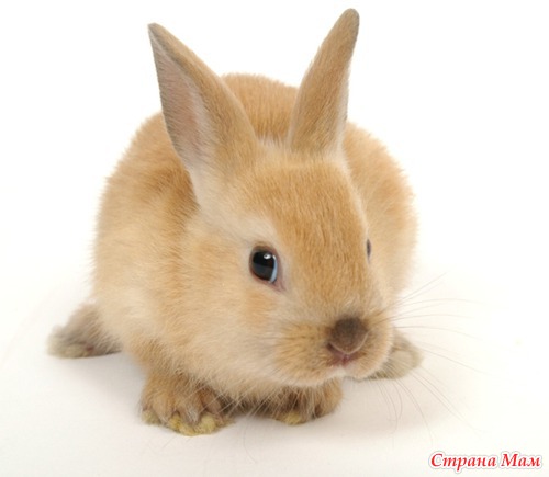 ����� ��������.