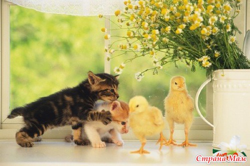 ����� ��������.