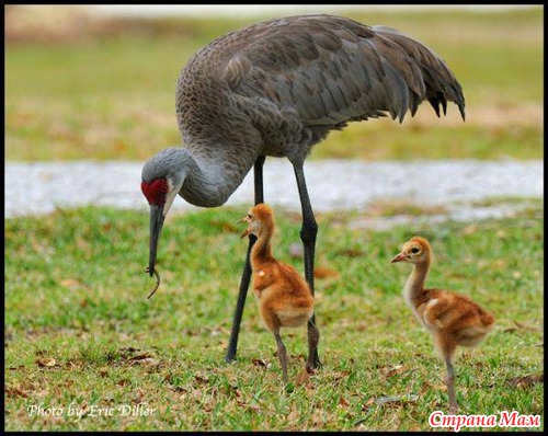 ����� ��������.