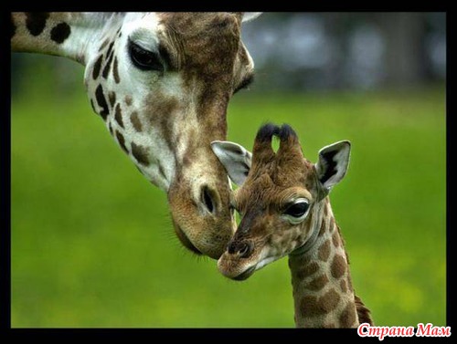 ����� ��������.