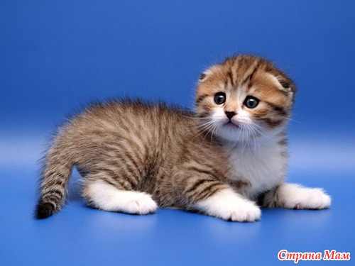 ����� ��������.