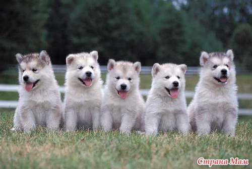 ����� ��������.