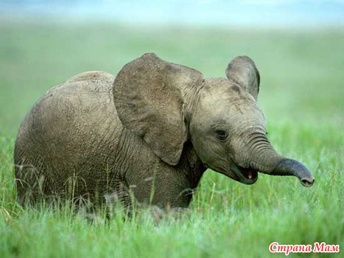 ����� ��������.