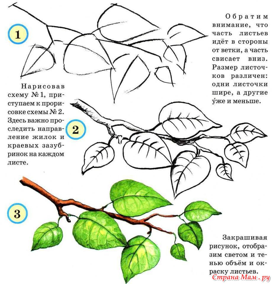 картинки веток деревьев с листьями