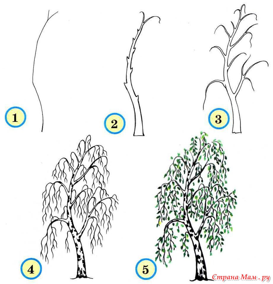 Берёза. Подробная схема рисования. - Маленький художник - Страна Мам