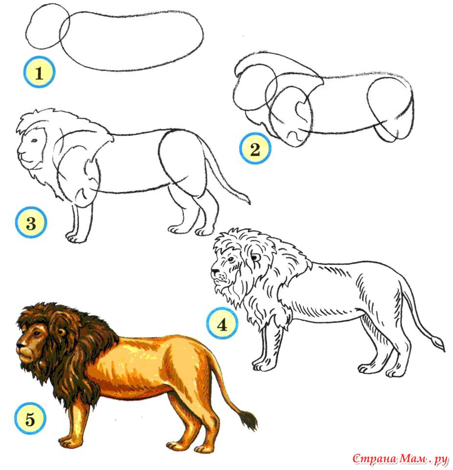 Лева задания. Поэтапное рисование животных. Схемы рисования животных для детей. Последовательное рисование животных для детей. Поэтапное рисование животных карандашом.