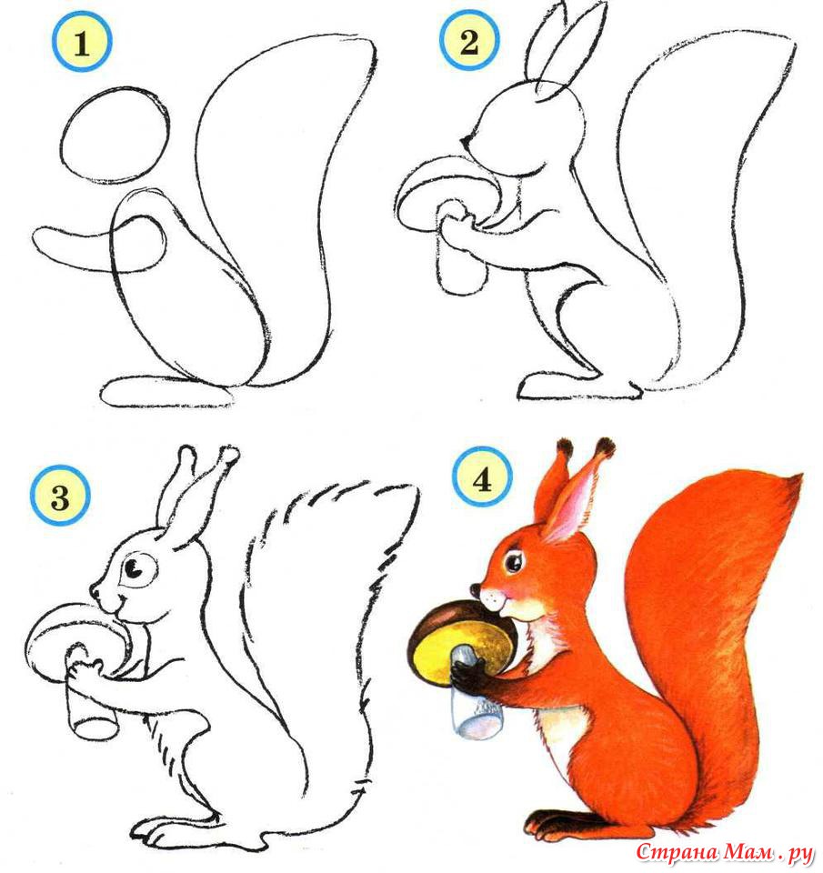 Белка легкий рисунок поэтапно