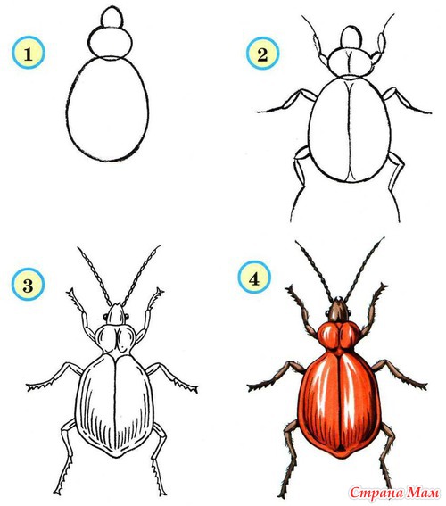 Поэтапно нарисовать жука