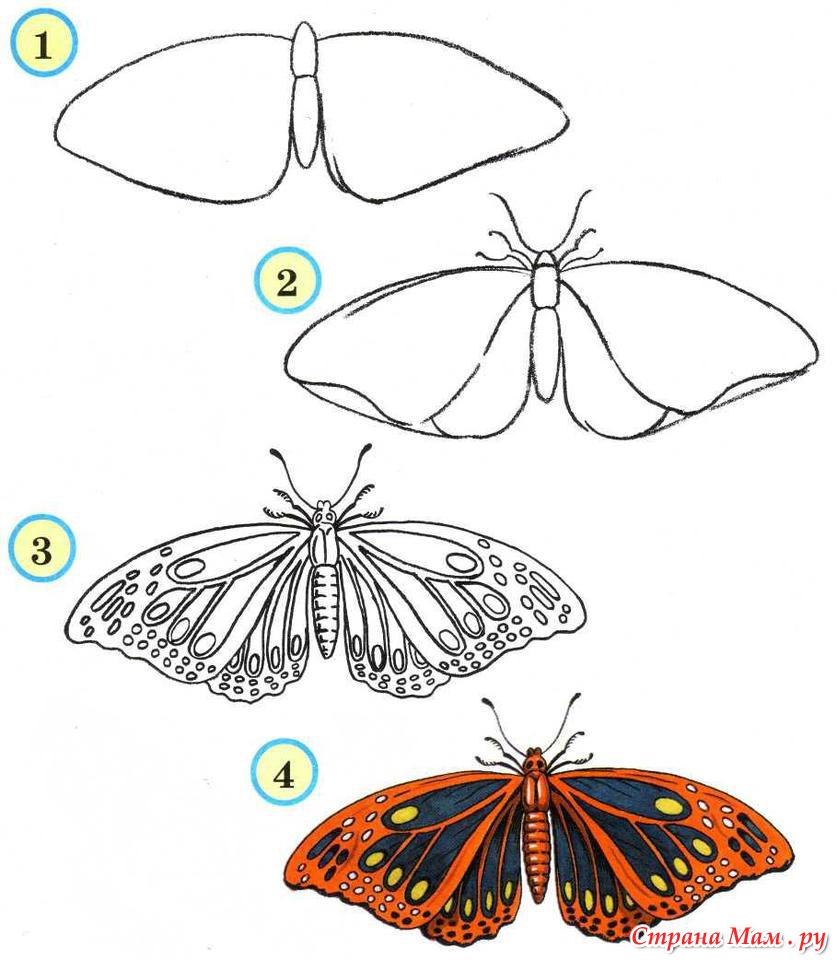 Бабочка. Мотылёк. Подробная схема рисования.1,2 - Маленький художник -  Страна Мам