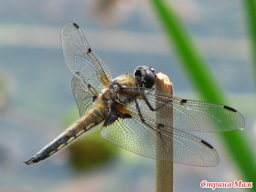 ��� ����