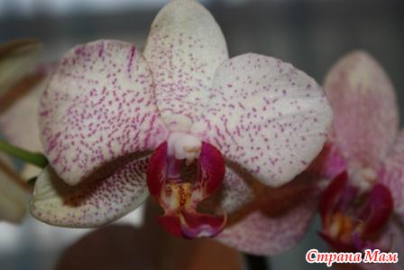 Phalaenopsis