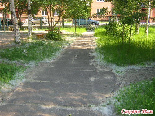 Тополиный пух...