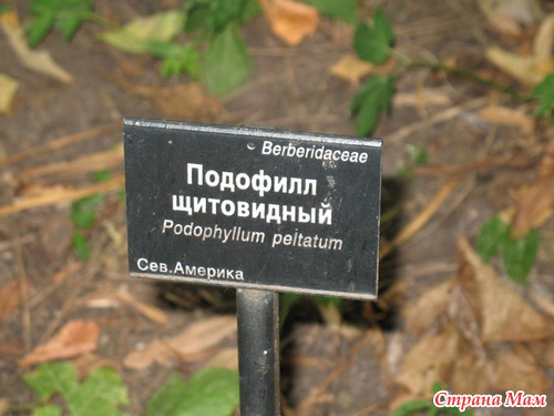 Забавные названия