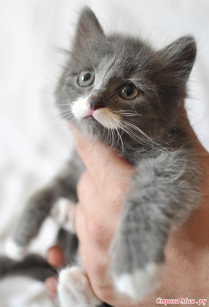 ребенок и домашние живот. послушный котенок. завести котенка. заведи котенка и. завести котенка.