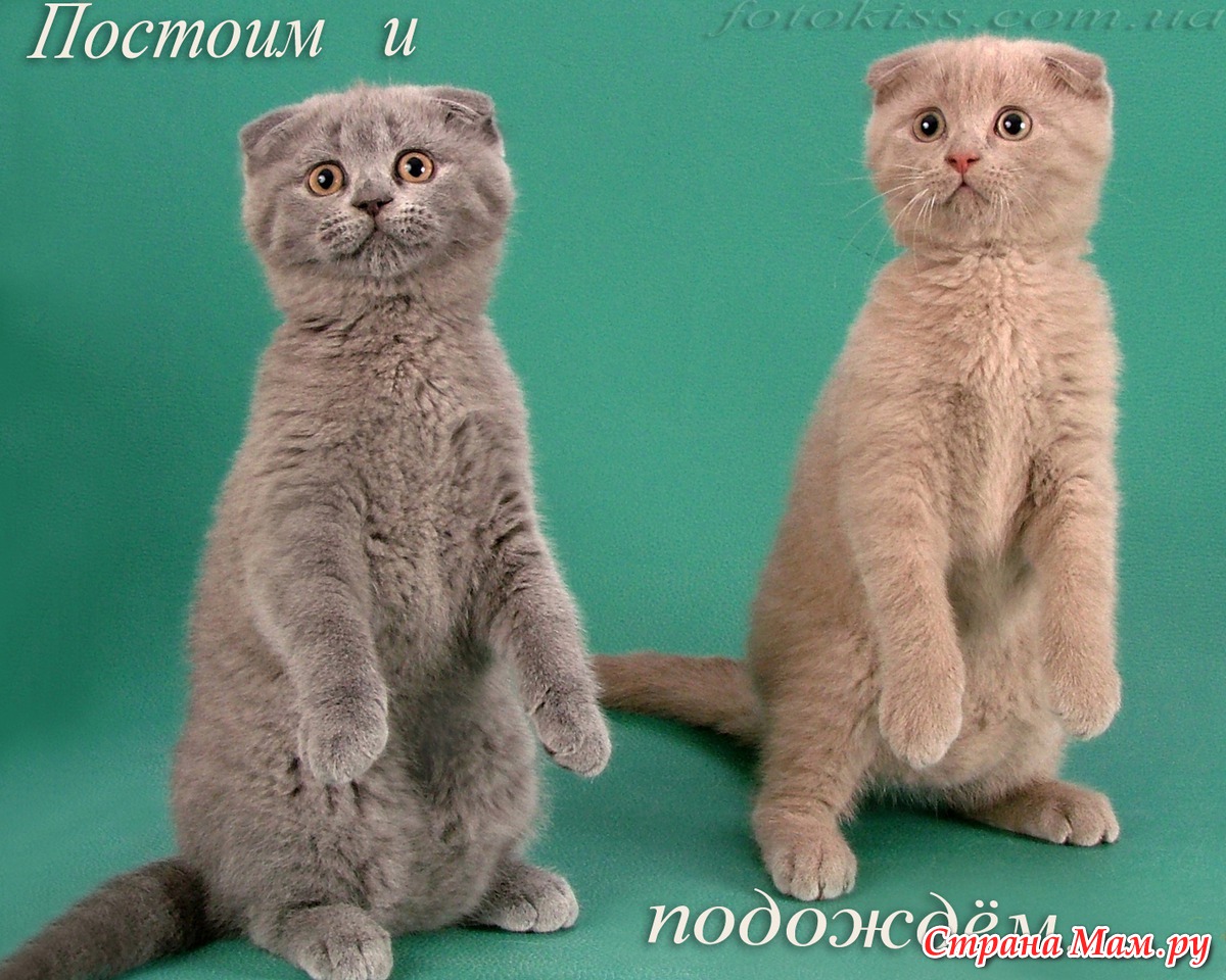Породы кошек с фотографиями и названиями котята