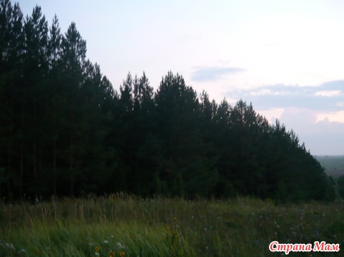 Лес в Удмуртии моими глазами