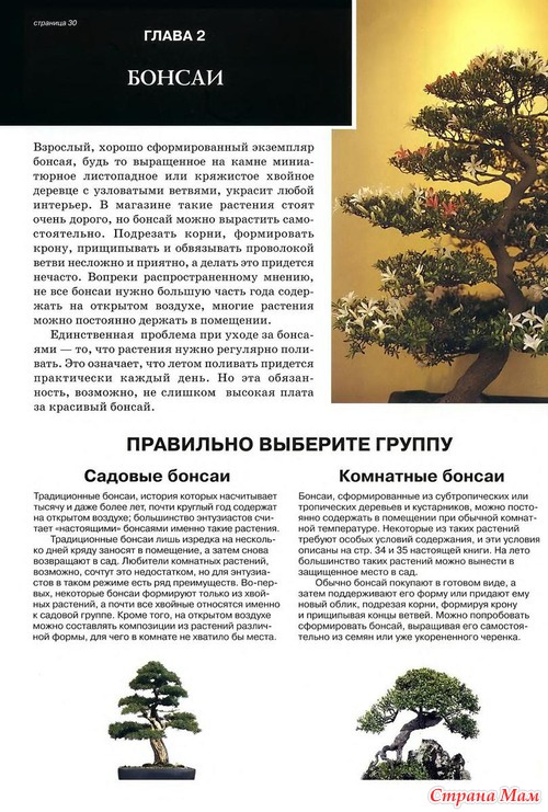 Бонсай.