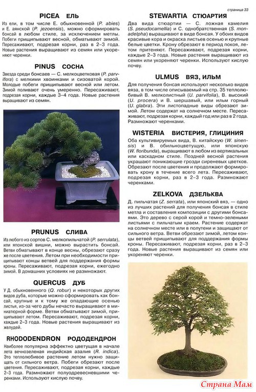 Бонсай.