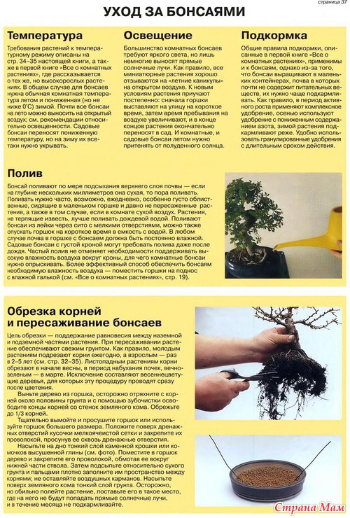 Бонсай.