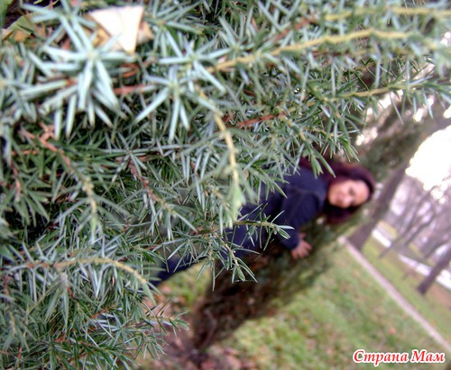 Осень 2010... Последняя листва...