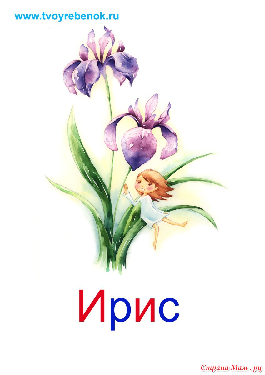 Карточки с изображением цветов